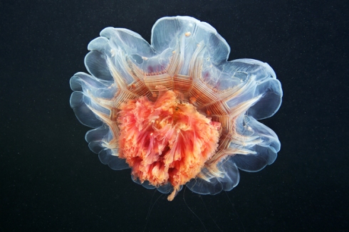 Jellyfish-Madness11