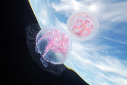 Jellyfish-Madness9
